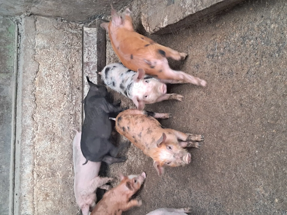 Purcei de vanzare de 8 saptamani