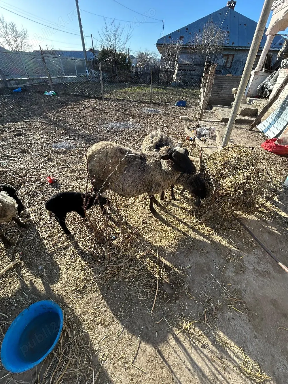 Oaie rasă pură Romanov 