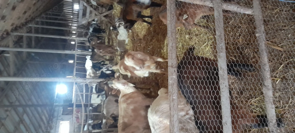 Vând capre și iezi metis 