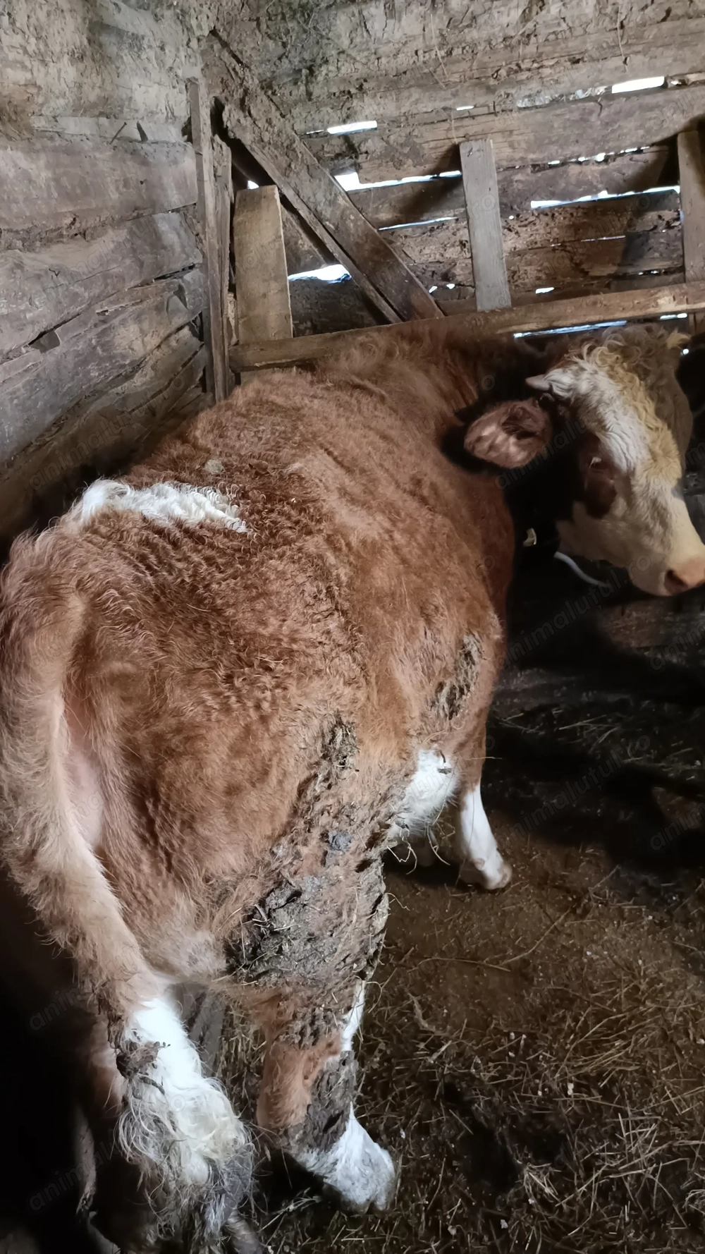 Vând vitea de 10 luni