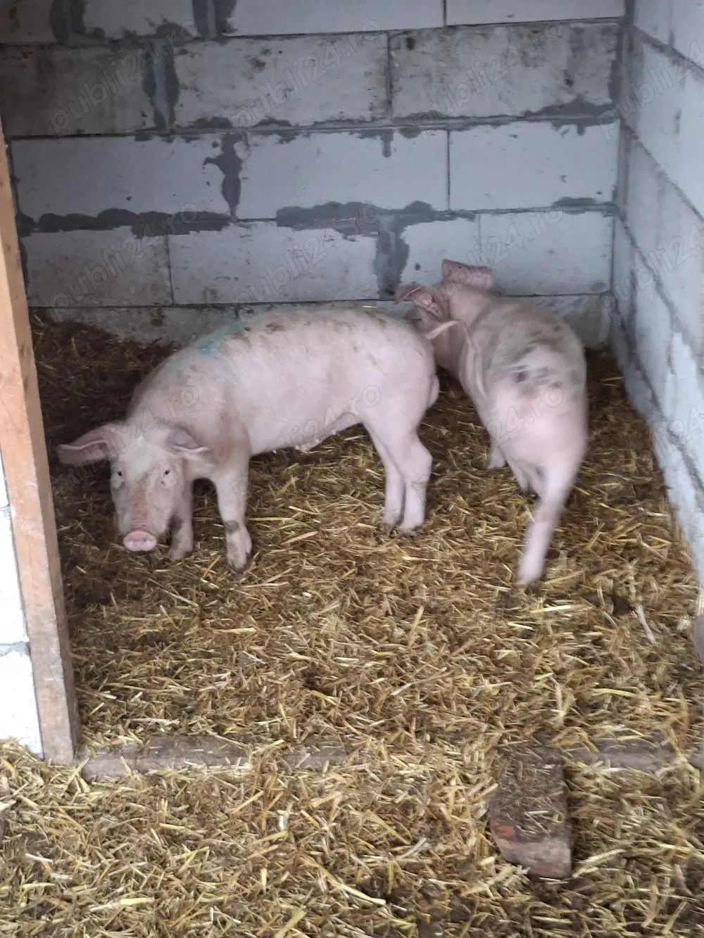 porci de vânzare  crescuți bio