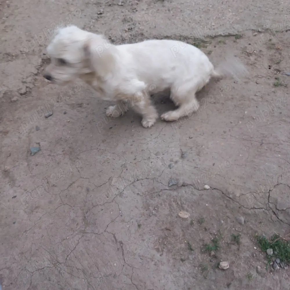 De vânzare bison maltez 1fetită 