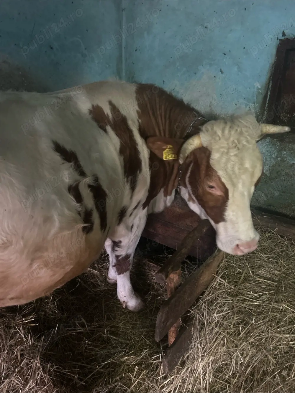 Vând junincă de 2 ani , gestantă in 9 luni , foarte blândă 