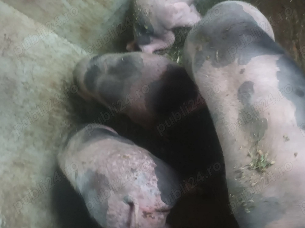 Vând porci petrean belgian 