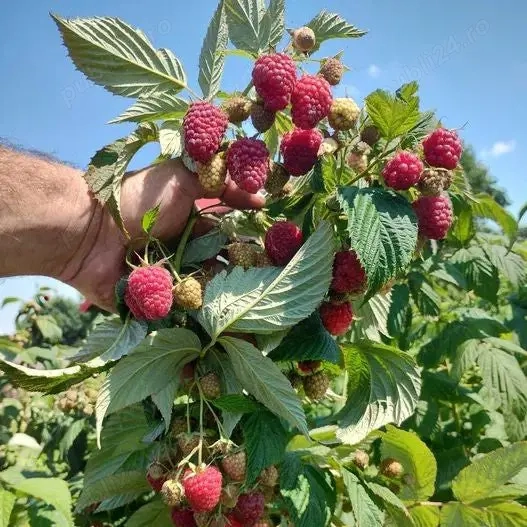 vînd butasii de zmeura de cultura polka face tot anu 