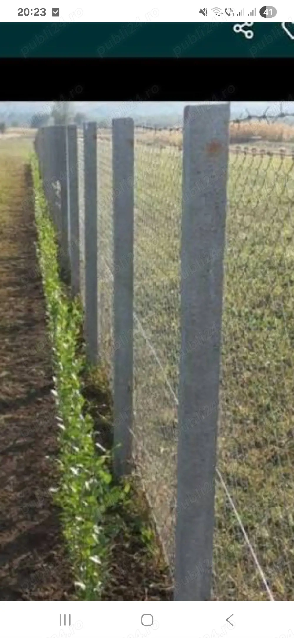 vînd plante de carpen pentru gard viu .prindere suta la suta.