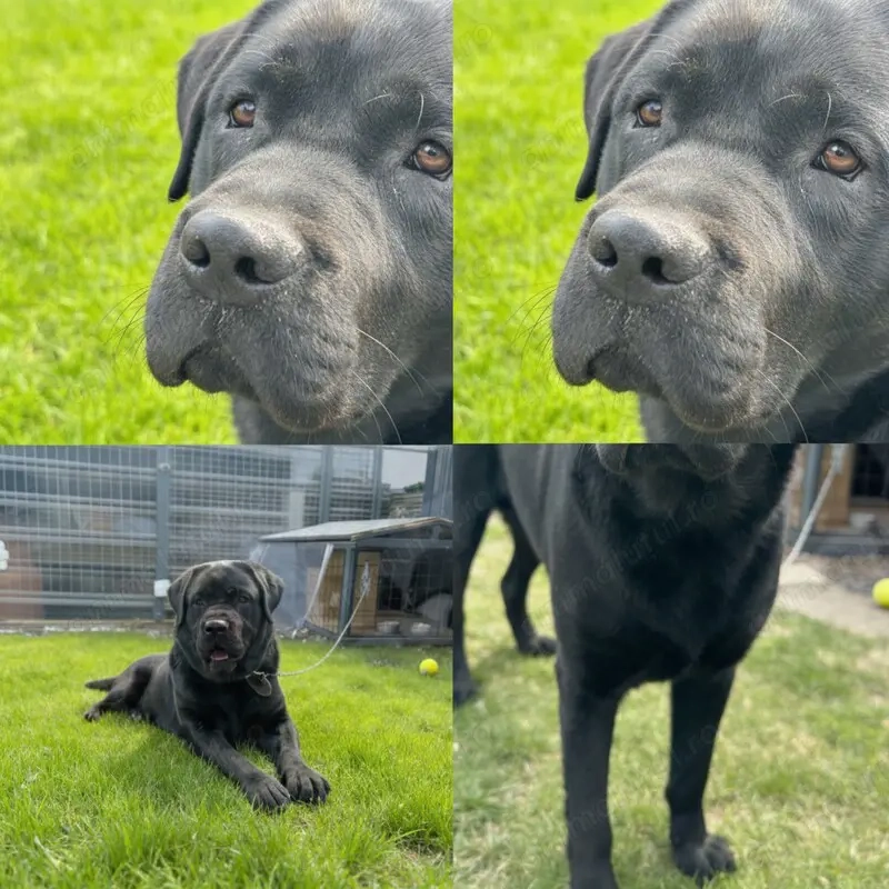  Sonic își caută o nouă familie iubitoare