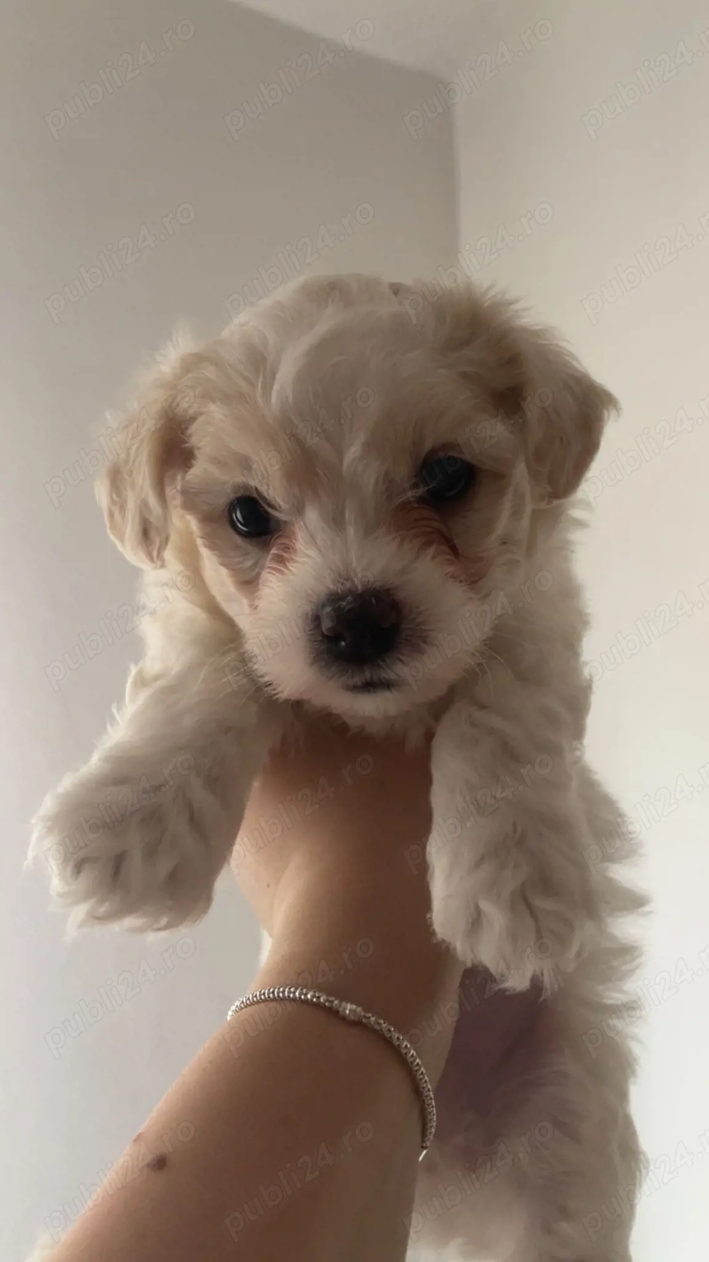 Vand Bichon Frise!!!