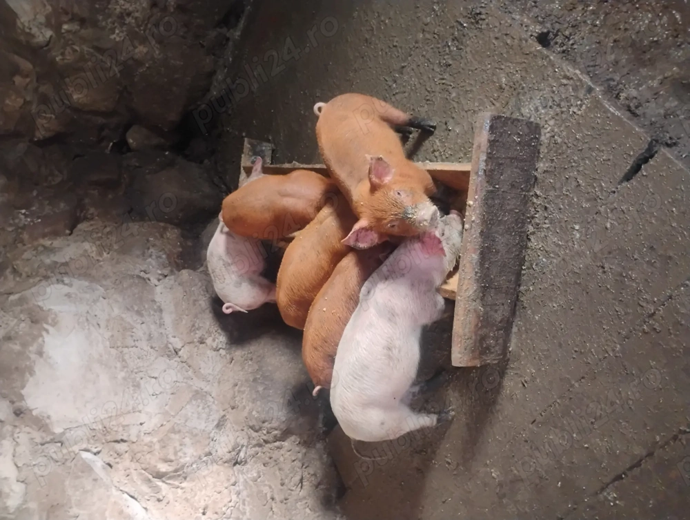 Purcei frumiși și mâncăcioși 