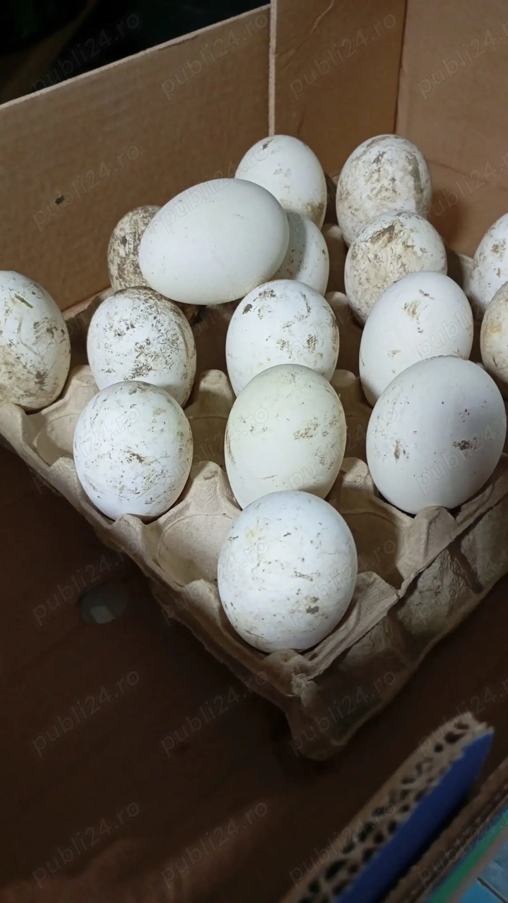 oua gasca africana pentru incubat