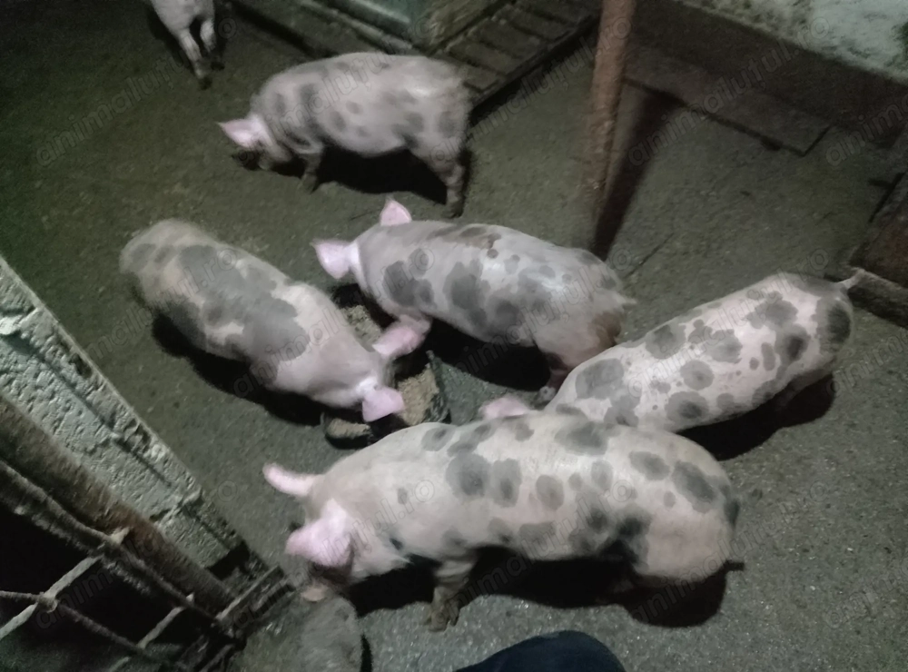 Porci pietrain 