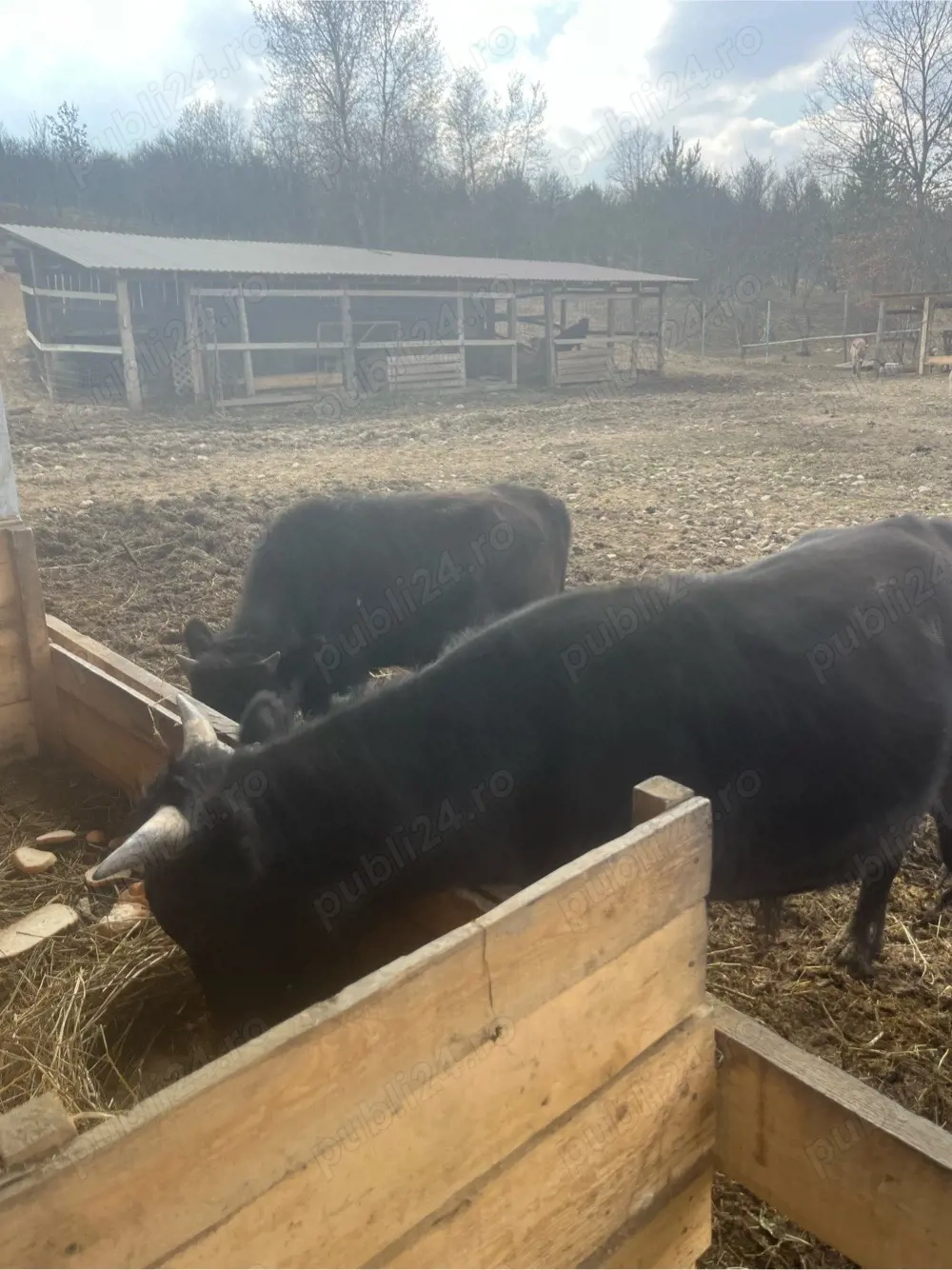 tauras pitici Dahomey