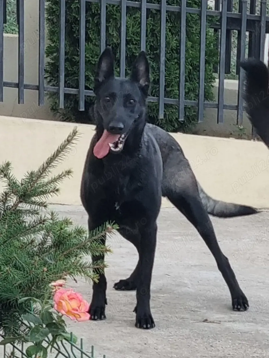 Femela Ciobanesc Belgian Malinois