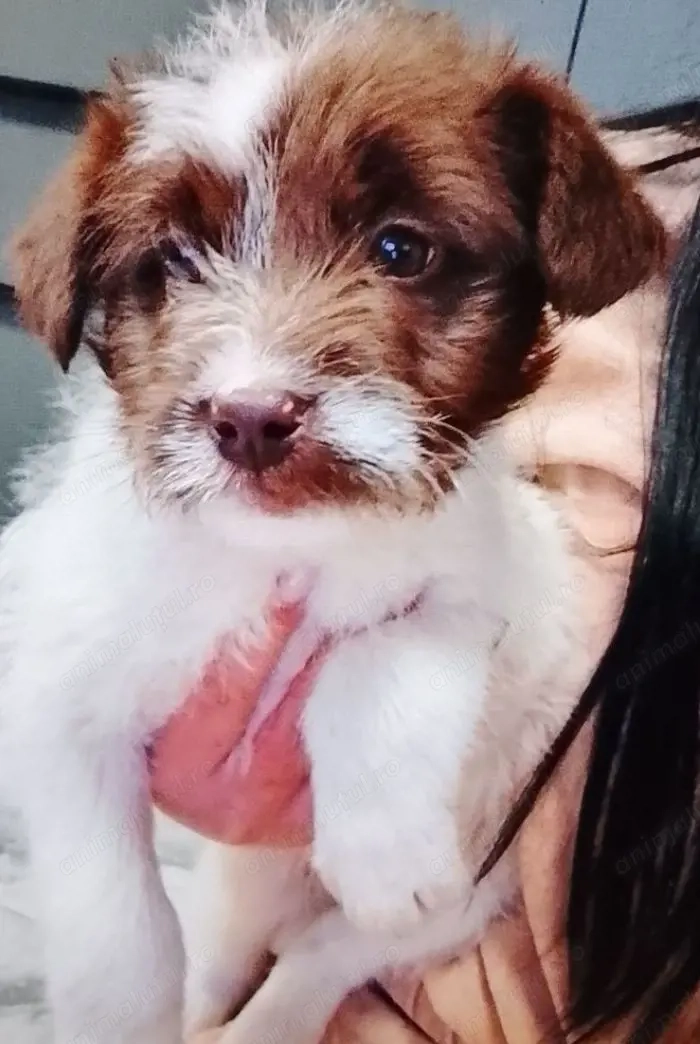 Donez Jack Russell terrier băietel 