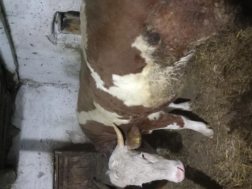 Juninca de vanzare de 1 an și 8 luni