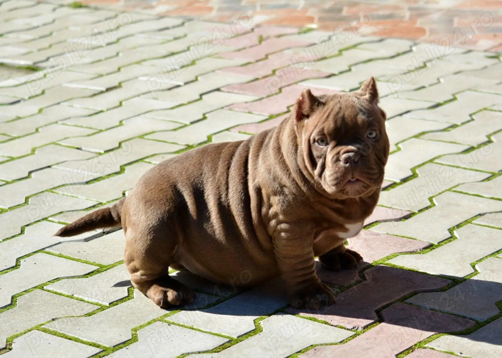 American Bully- ABKC