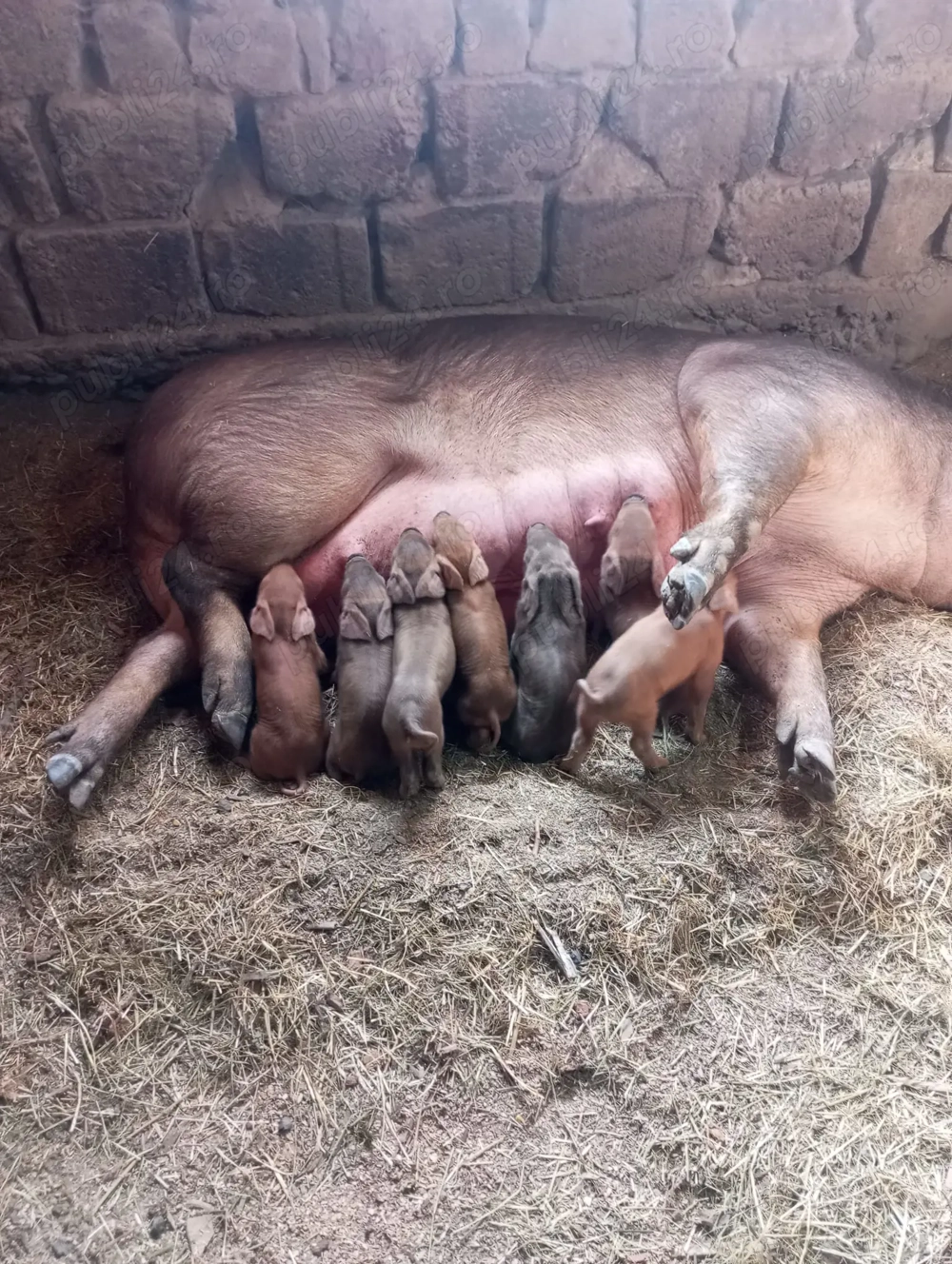 Scrofă duroc  cu 7 purcei.Prima fătare 