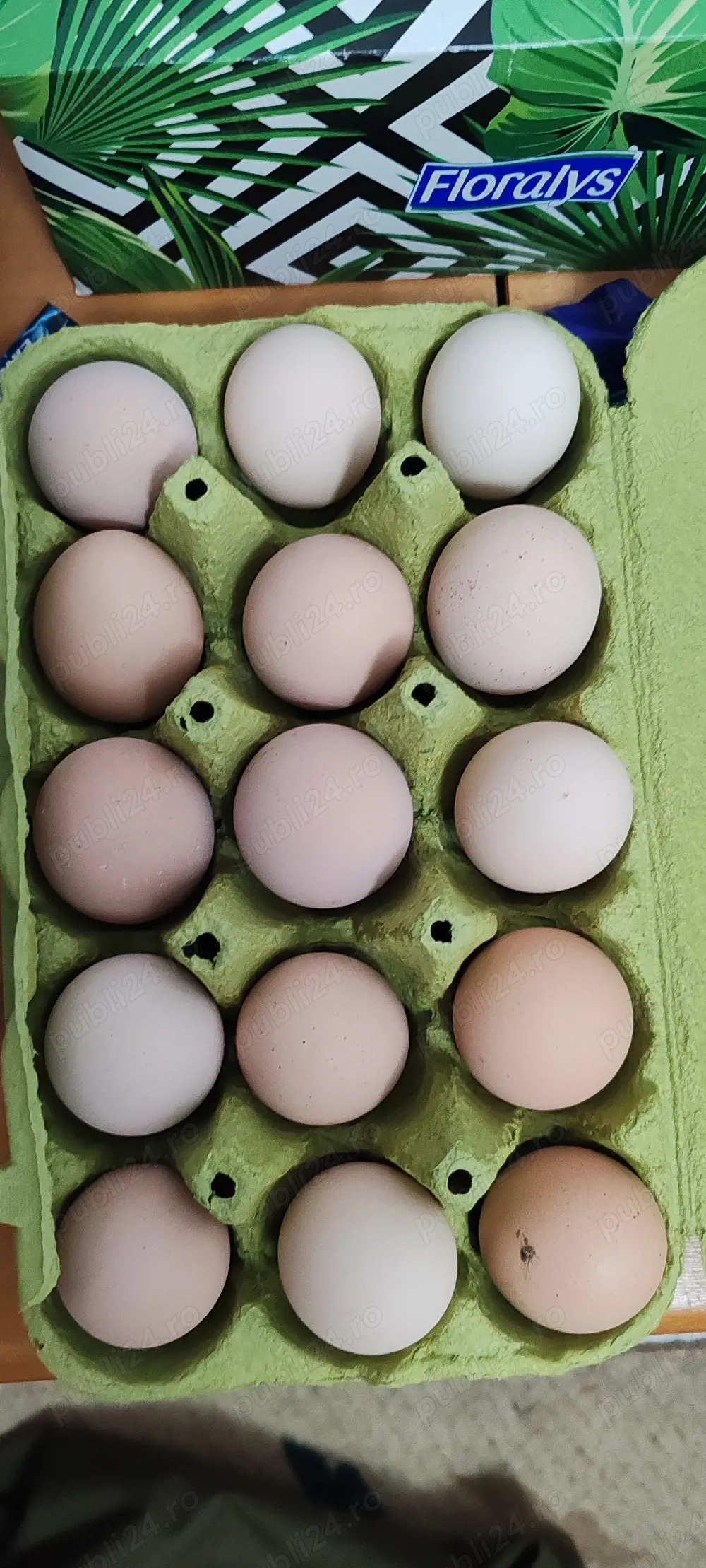 vînd ouă de playmut 5 lei ou