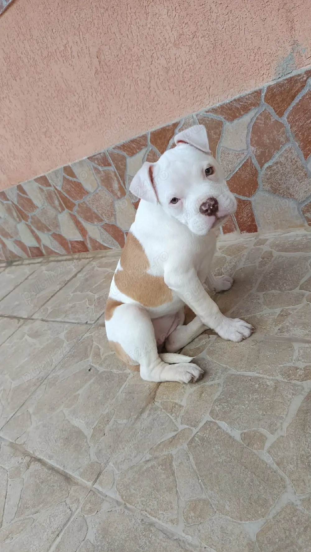 catel Amstaff de vanzare 