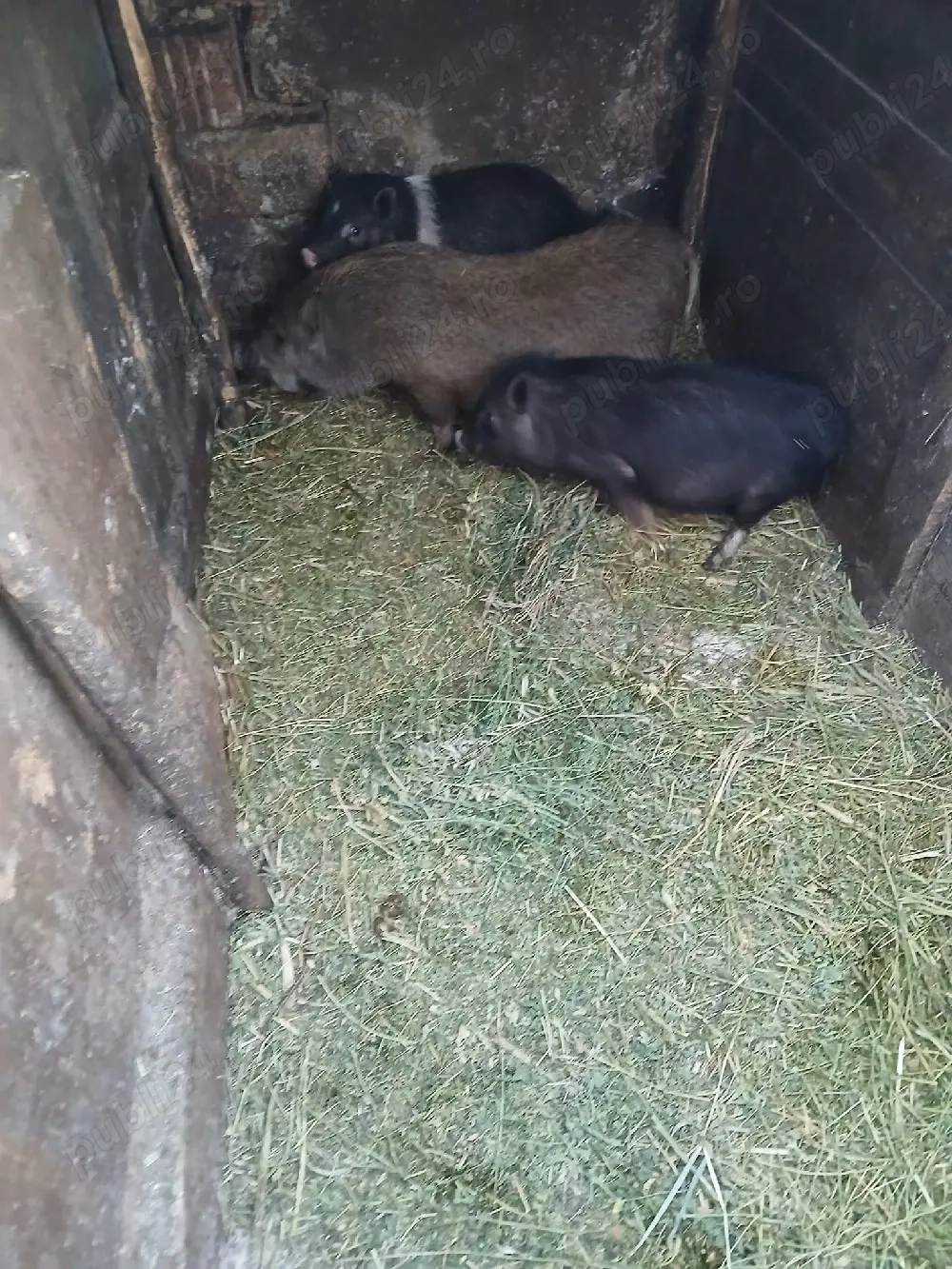 De Vânzare 2 purcele și on ver vacinați 