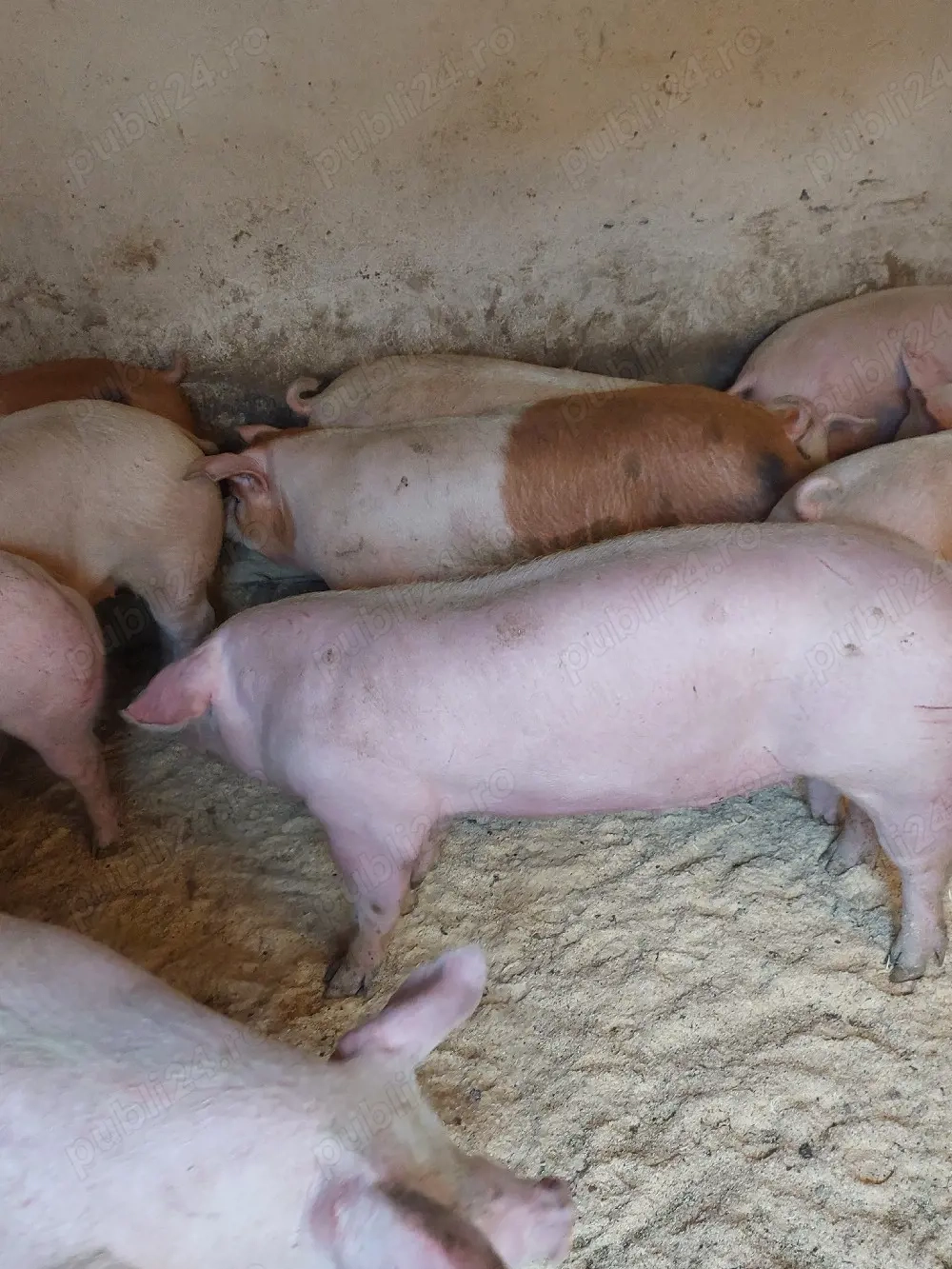 vând porci de carne diferite mărimi. 8 lei kg