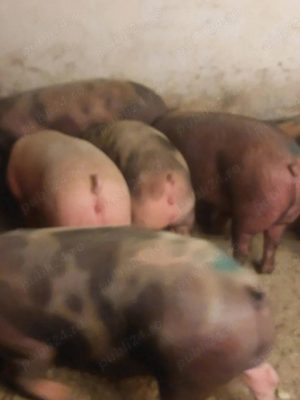 vând soldani de carne diferite mărimi 