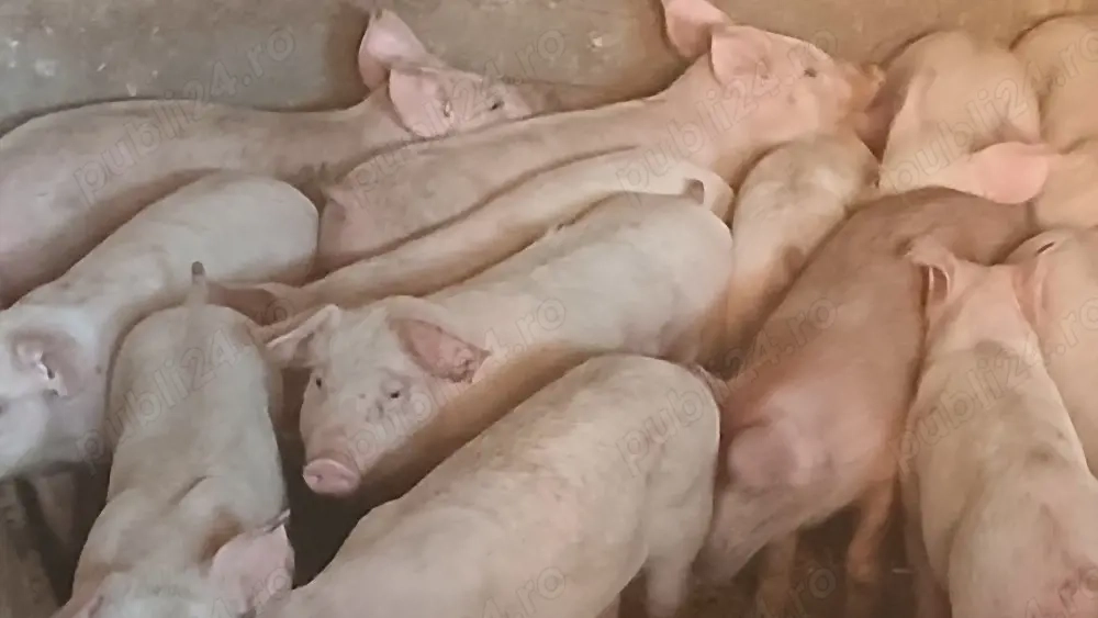 soldanii rasa pik si durok 