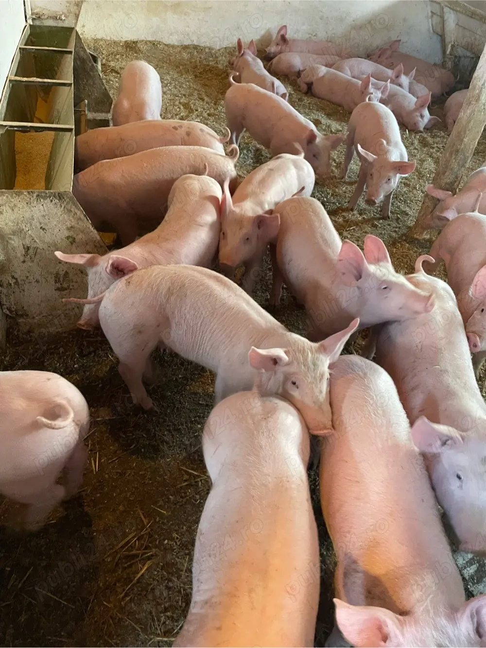 purcei de vanzare de la 25 pana la 35 de kg 