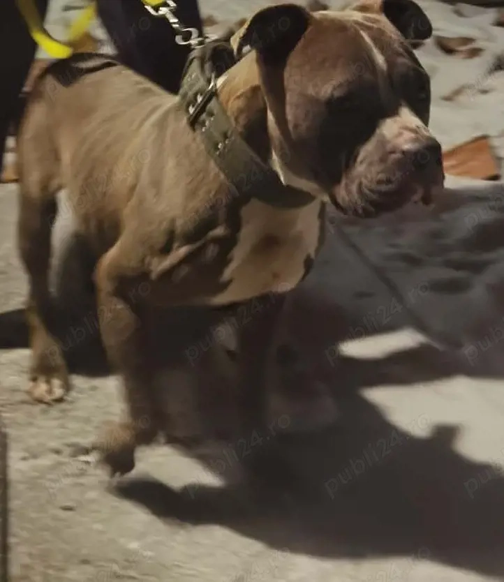 american bully de vanzare
