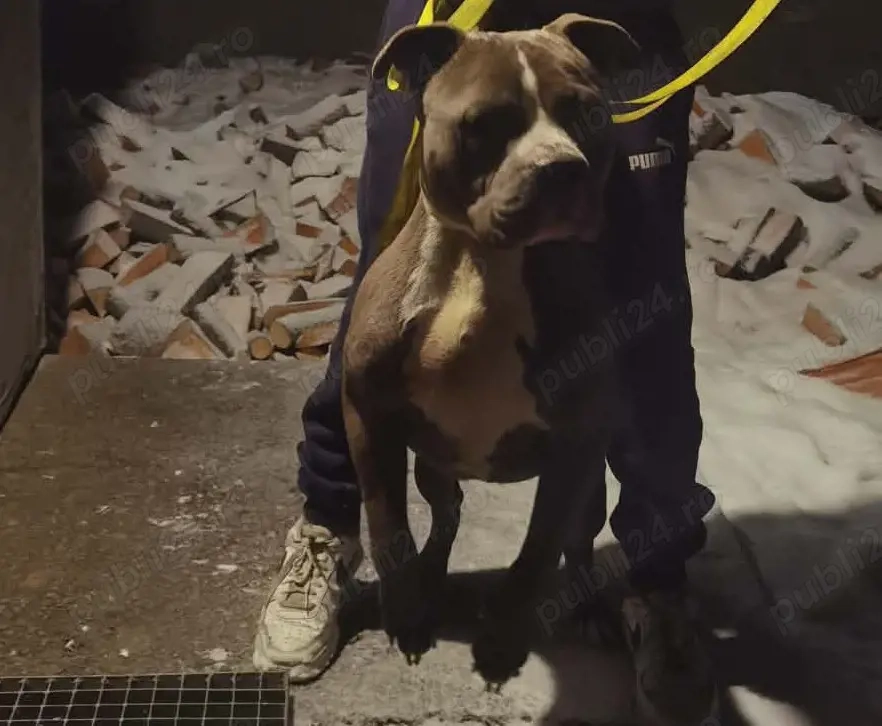 american bully mascul