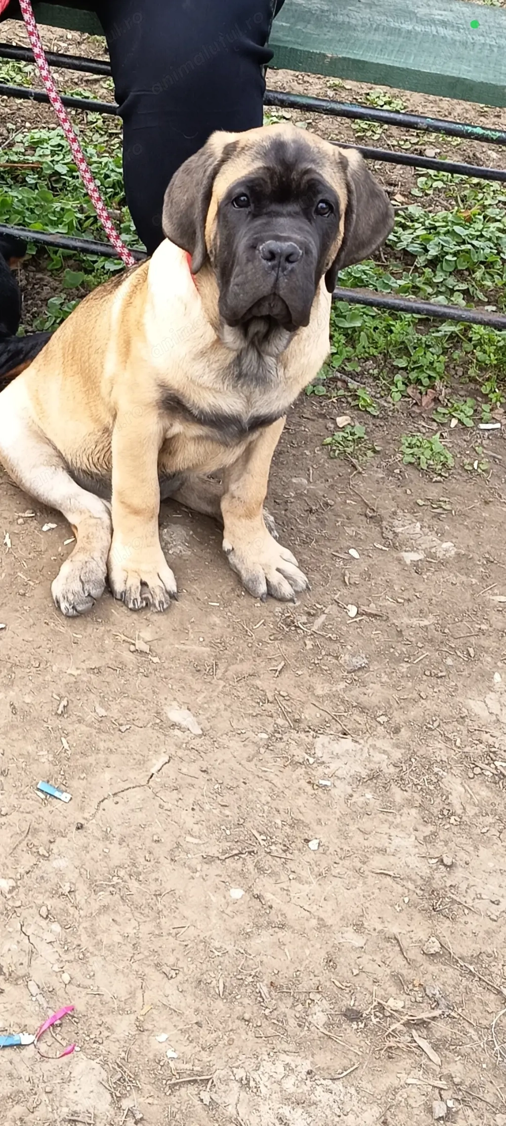 Vand Cane corso din canisă 