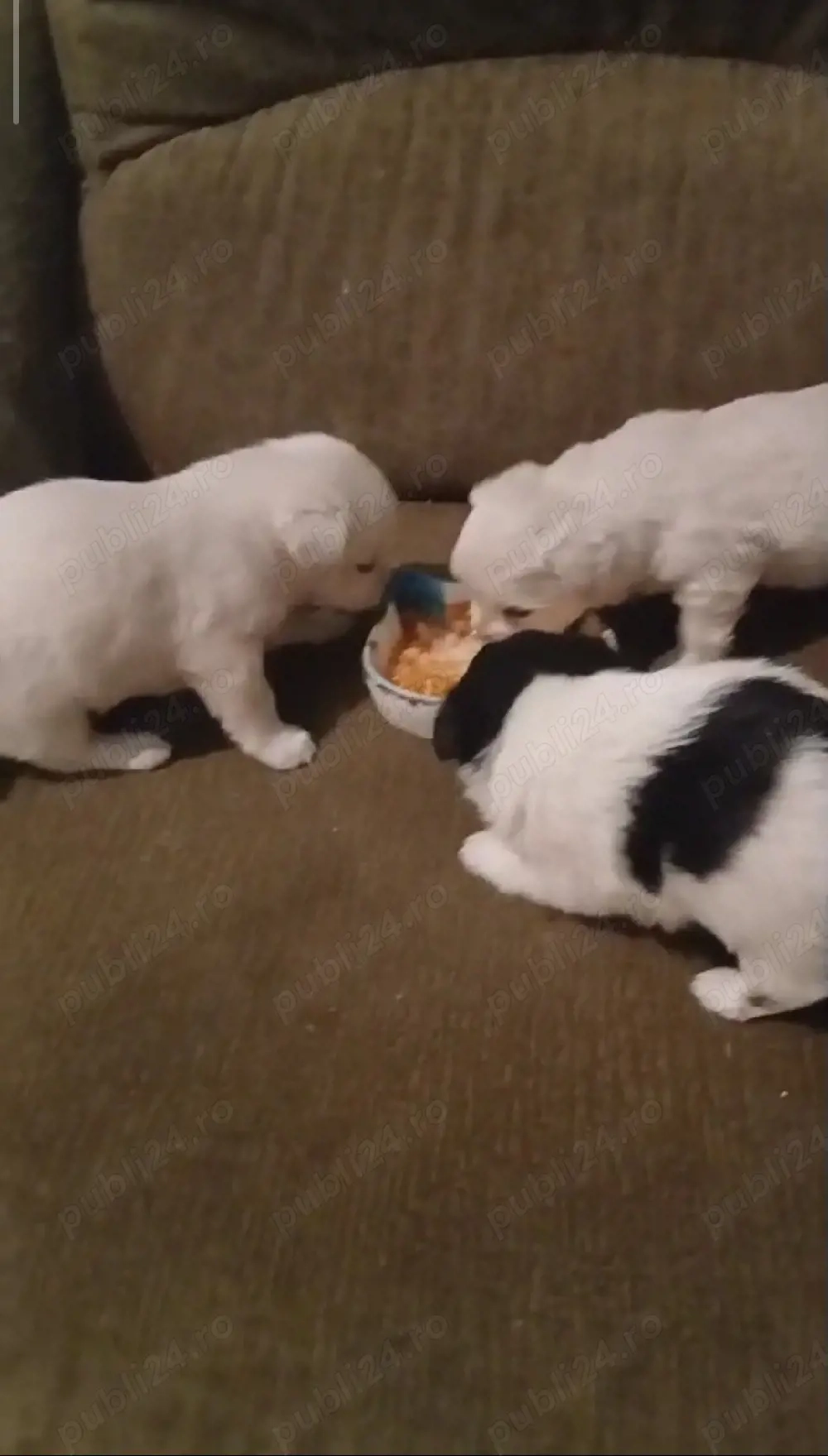 băiețel și fetiță talie mică ajut cu transport în țară contra cost