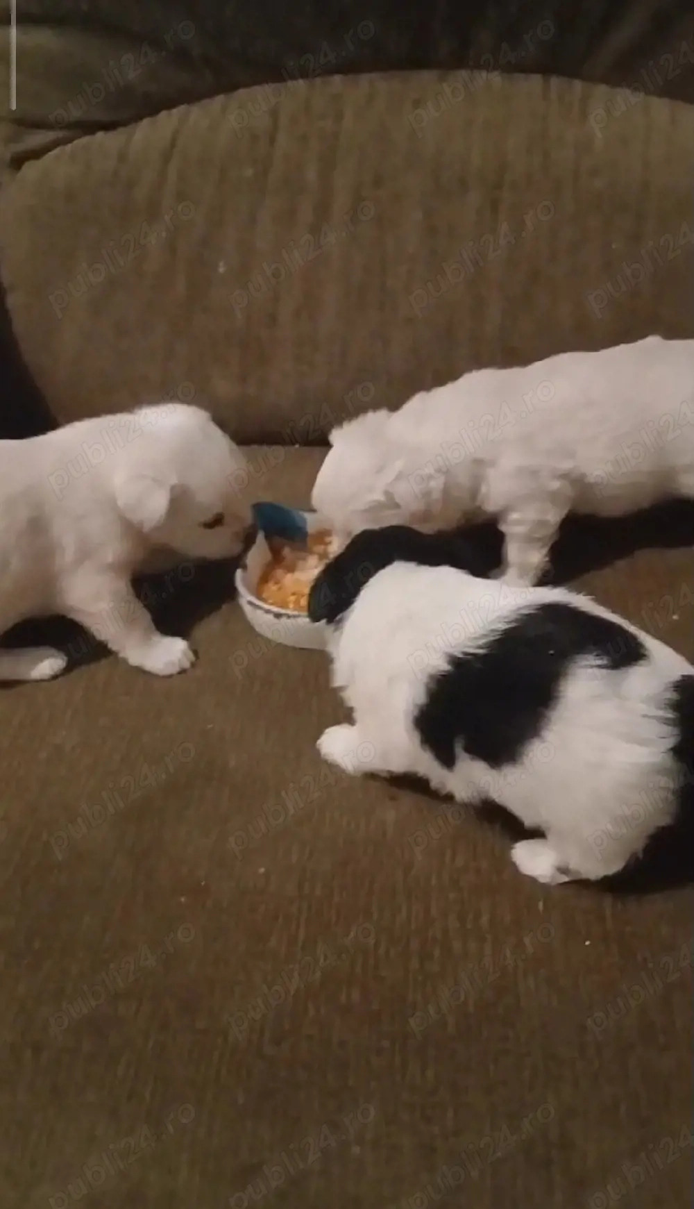 catelusi talie mică ajuut cu transport în țară contra cost