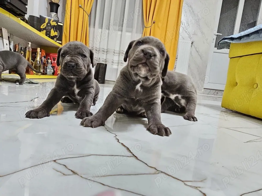 cane corso blue