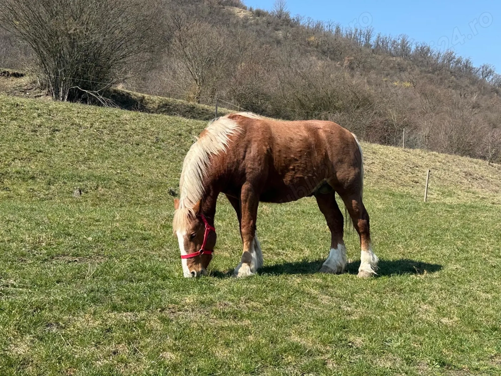 Armăsar tânăr de vânzare   crescut natural, cu acte și cip
