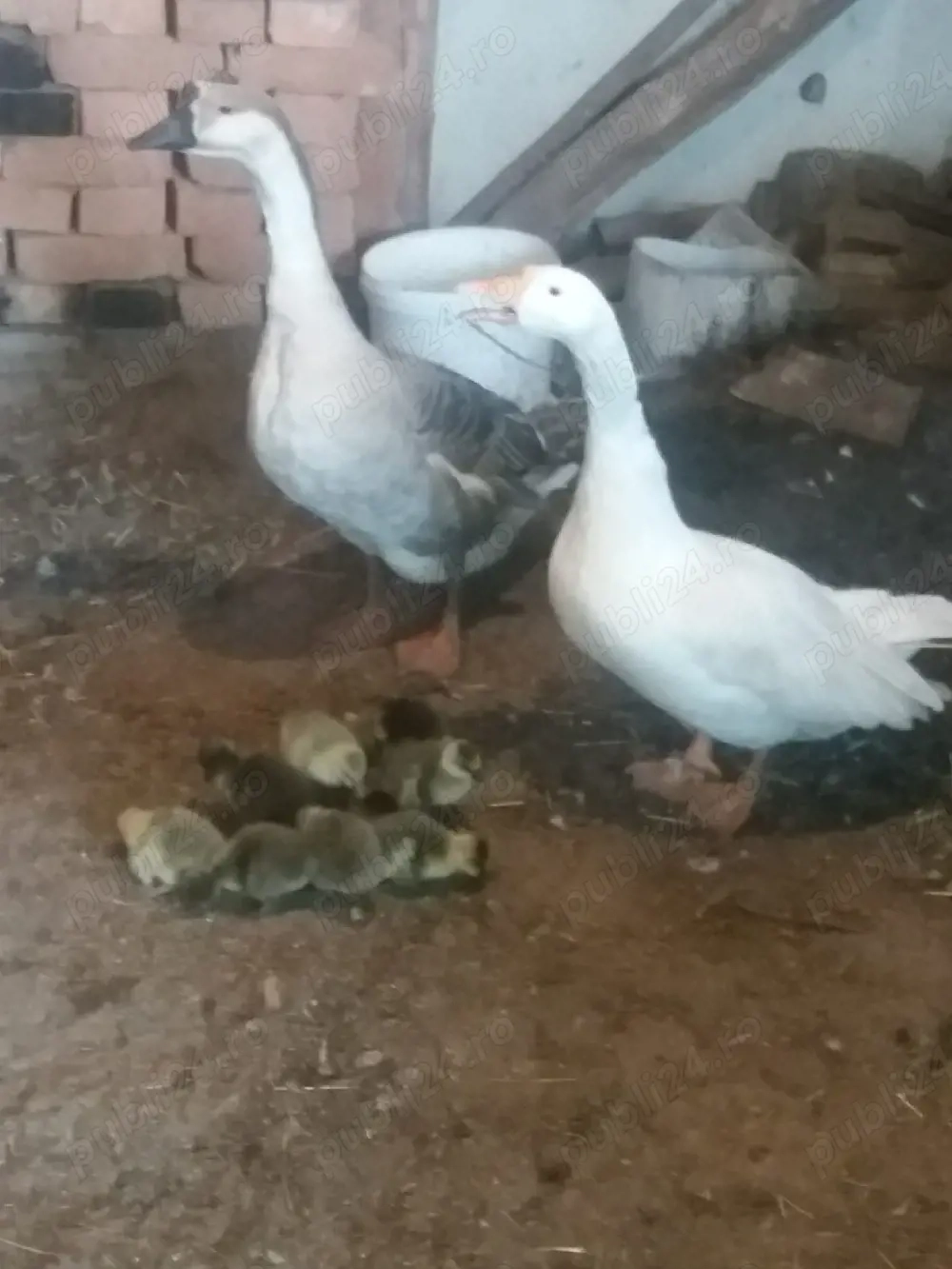 De vânzere pereche de gâscă