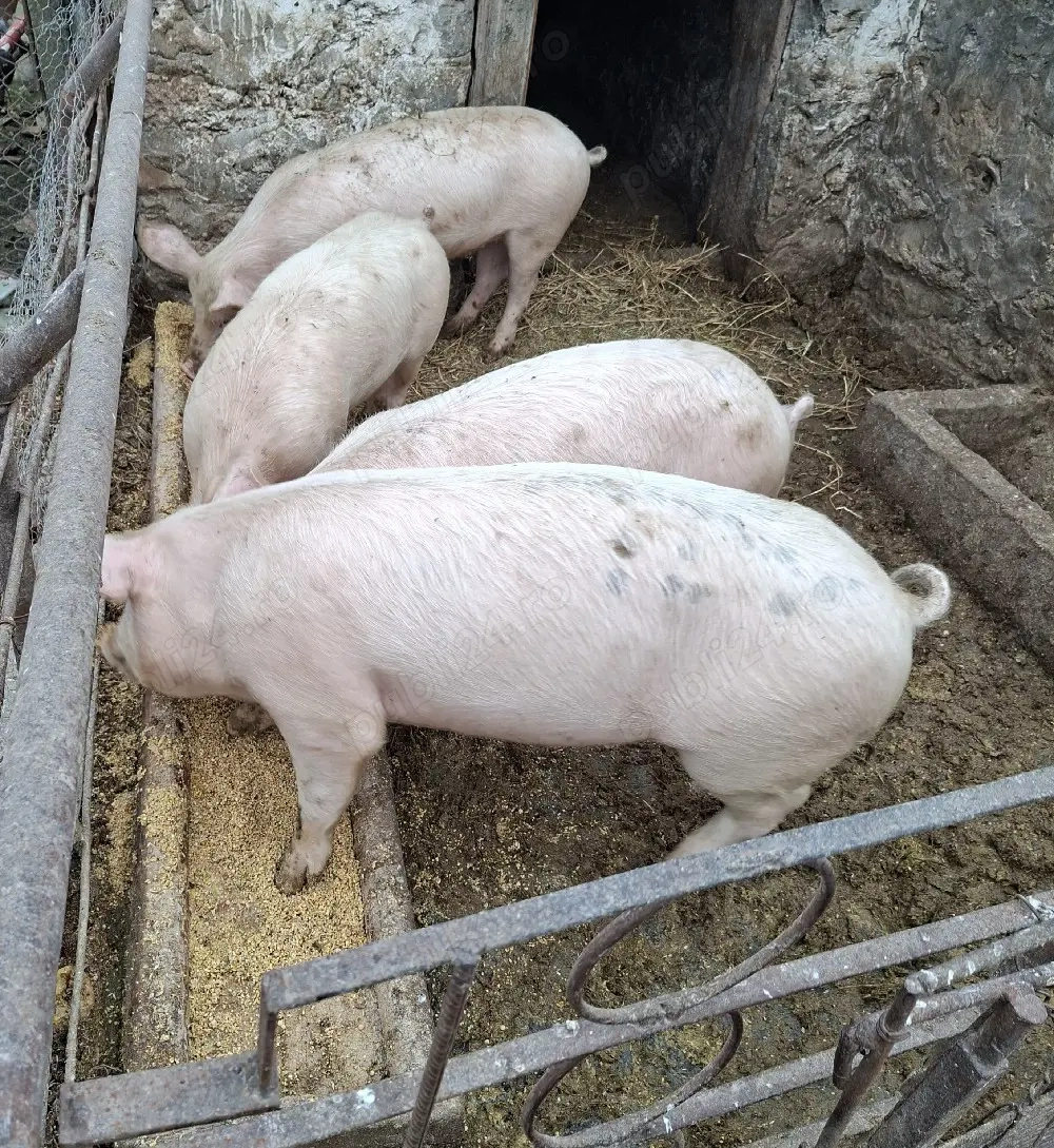 vand 2 scrofițe pe alese