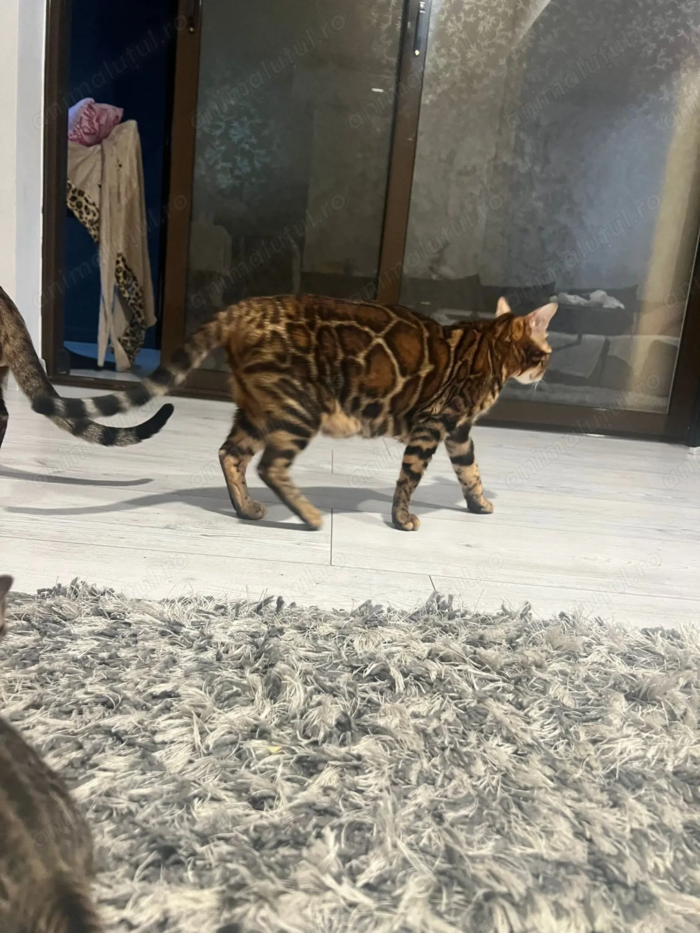 Pui pisica rasă bengal