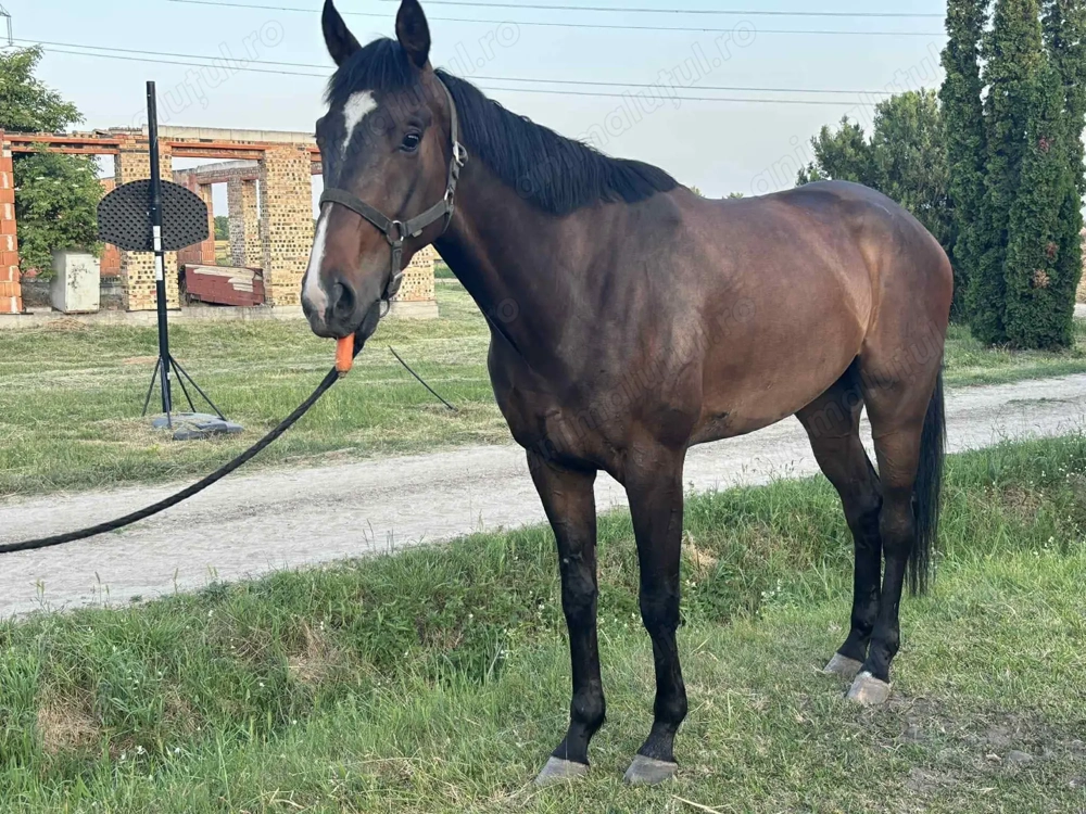 Vand Pur sange englez castrat. 4ani.