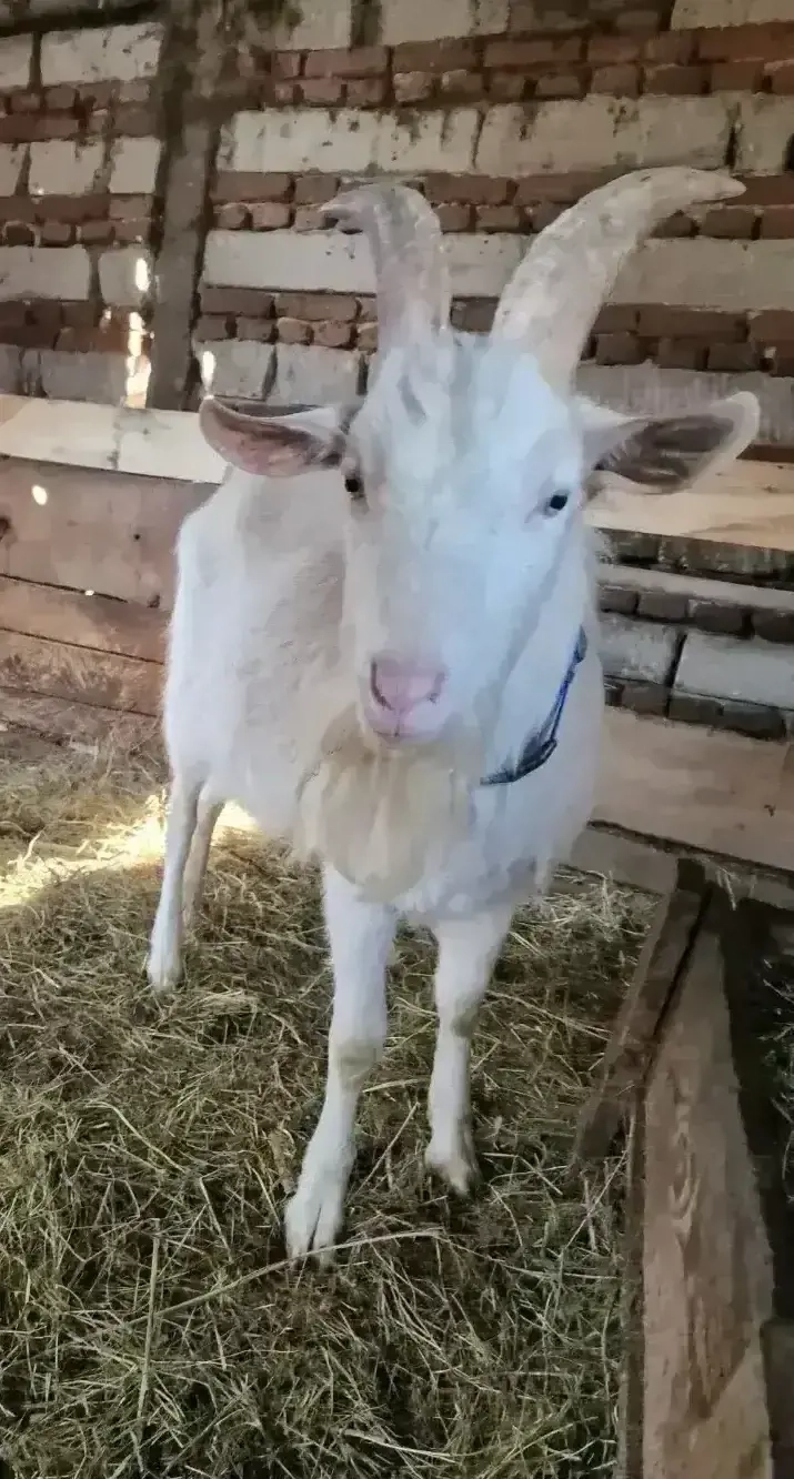 Vând țap din rasa saanen
