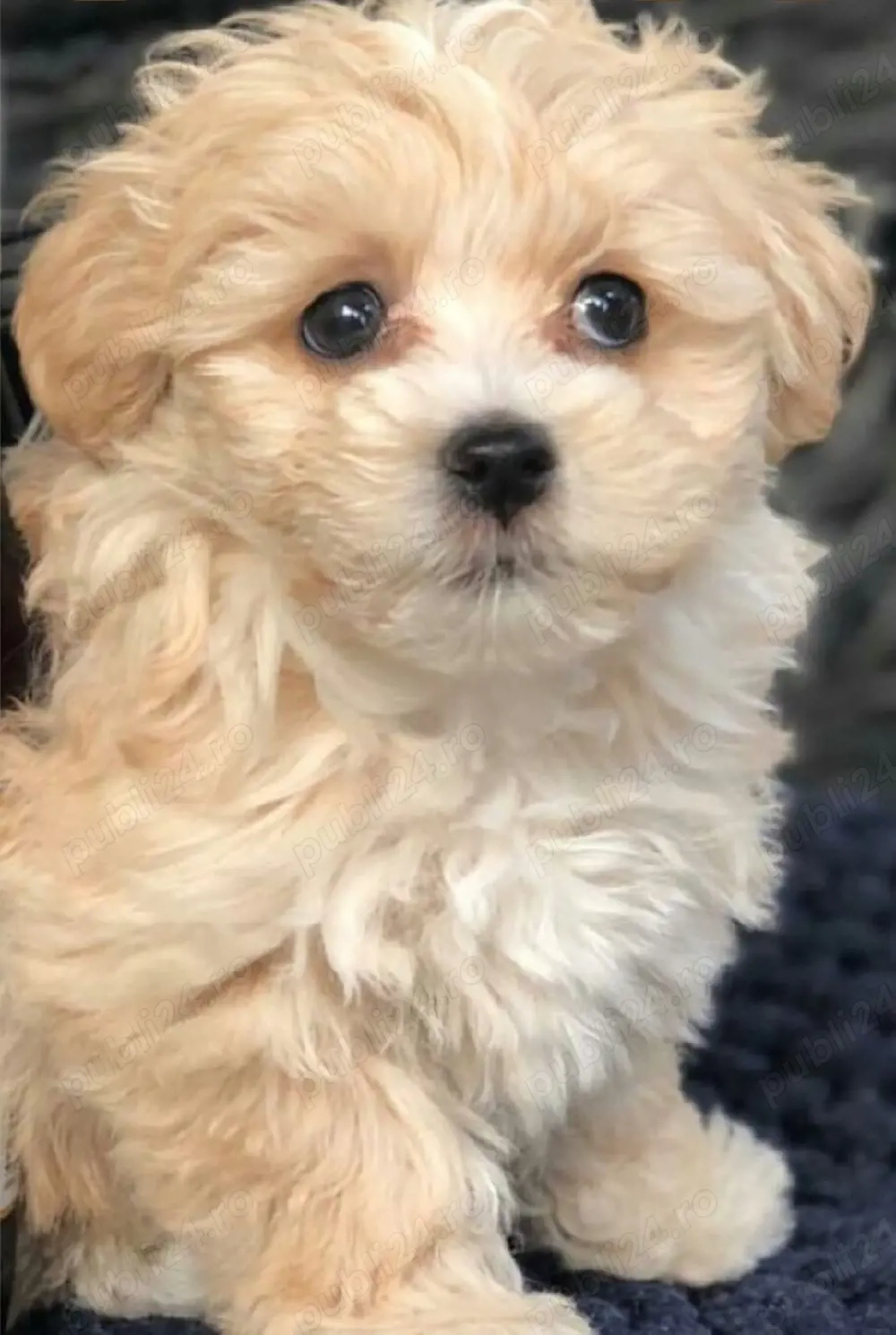 Maltipoo Apricot Fetița 