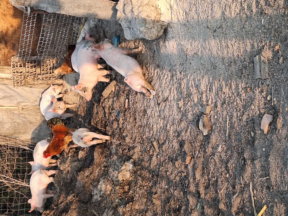 Vindem purcei loc buia jud sibiu