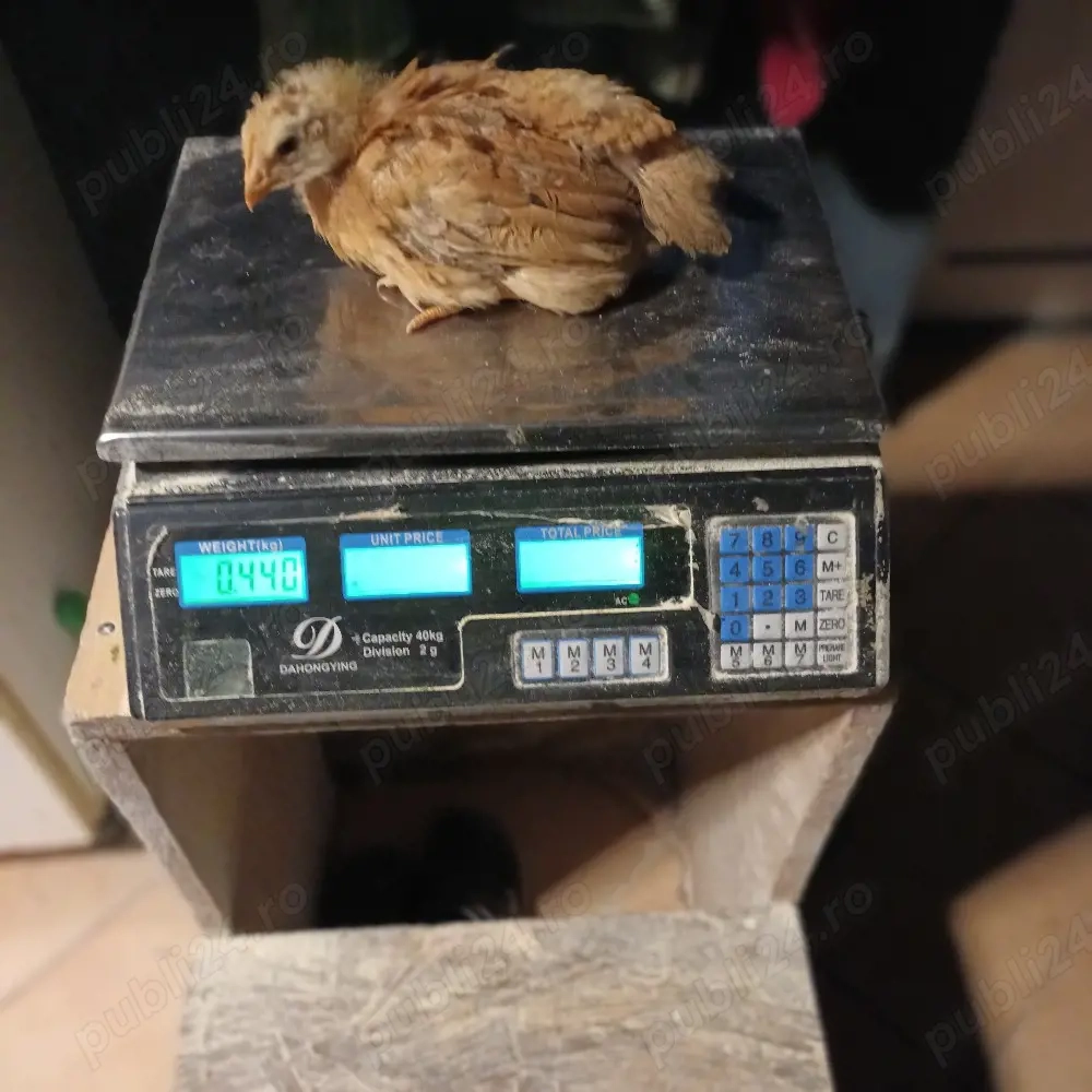 Vând pui rasă mixta 