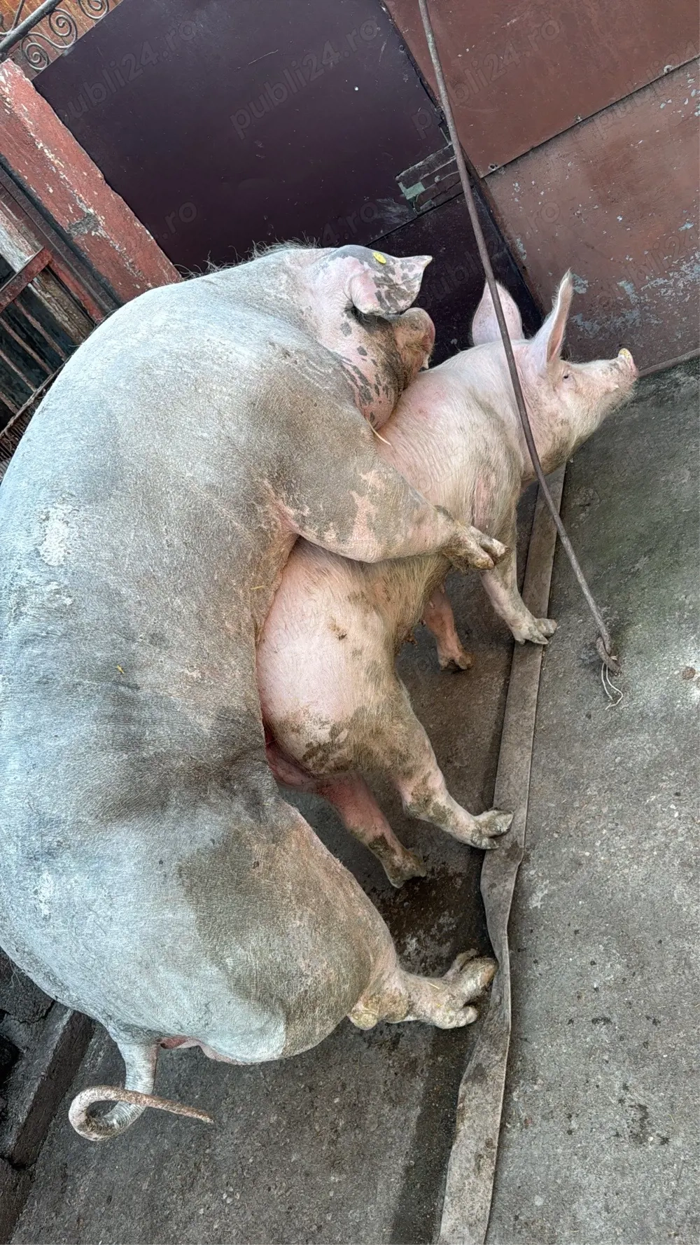 vier 160kg invatat sa se urce in remorca 