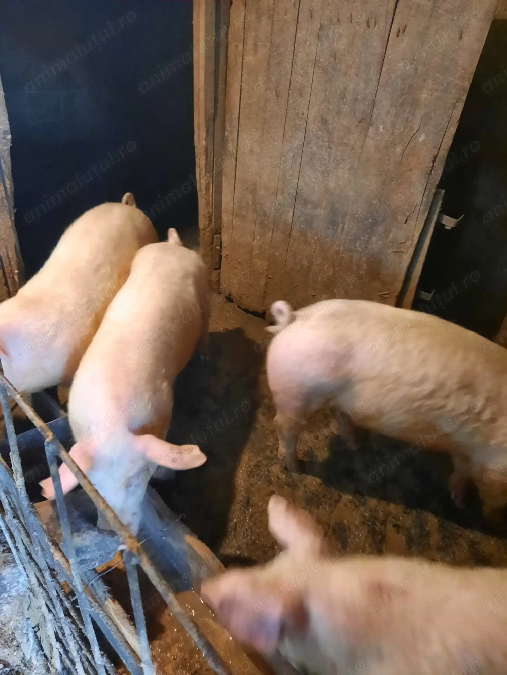 Vând purcei rasa de carne