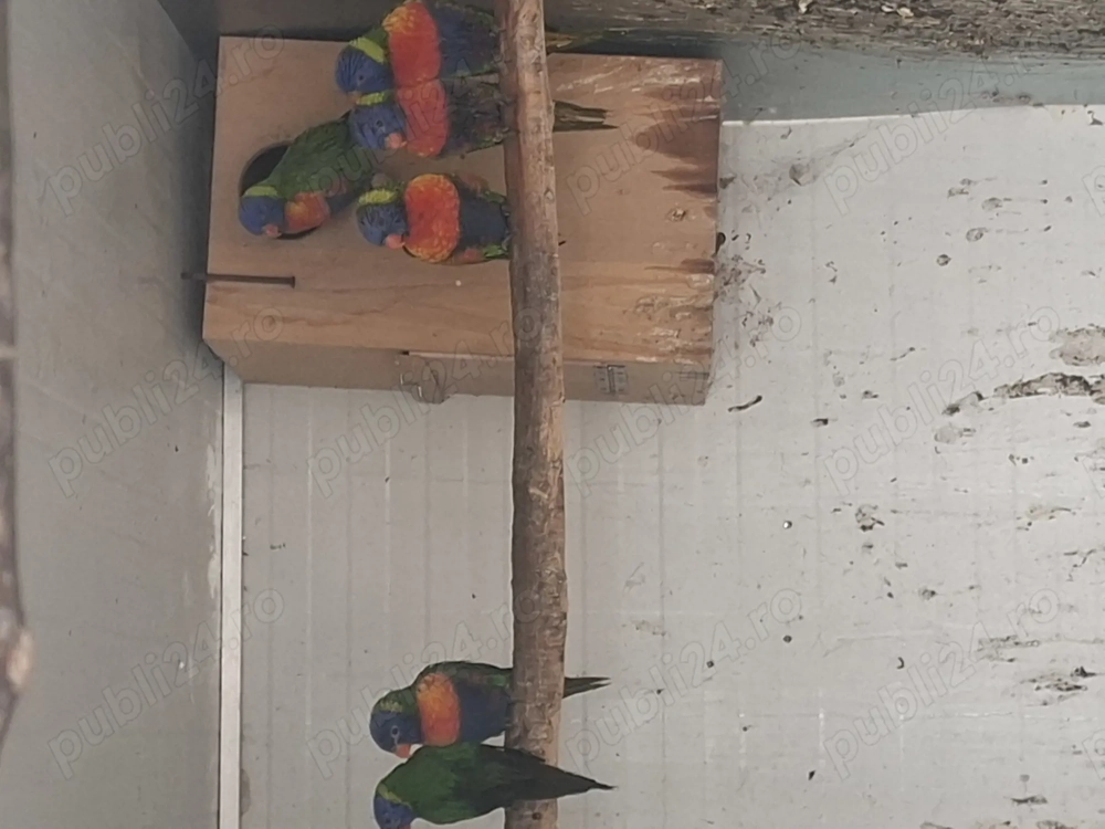 Lori curcubeu perechi