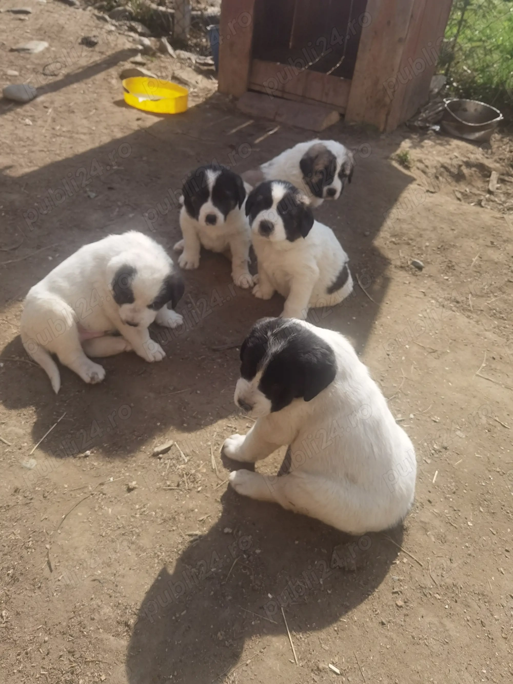 Vând pui de Asia Centrală 