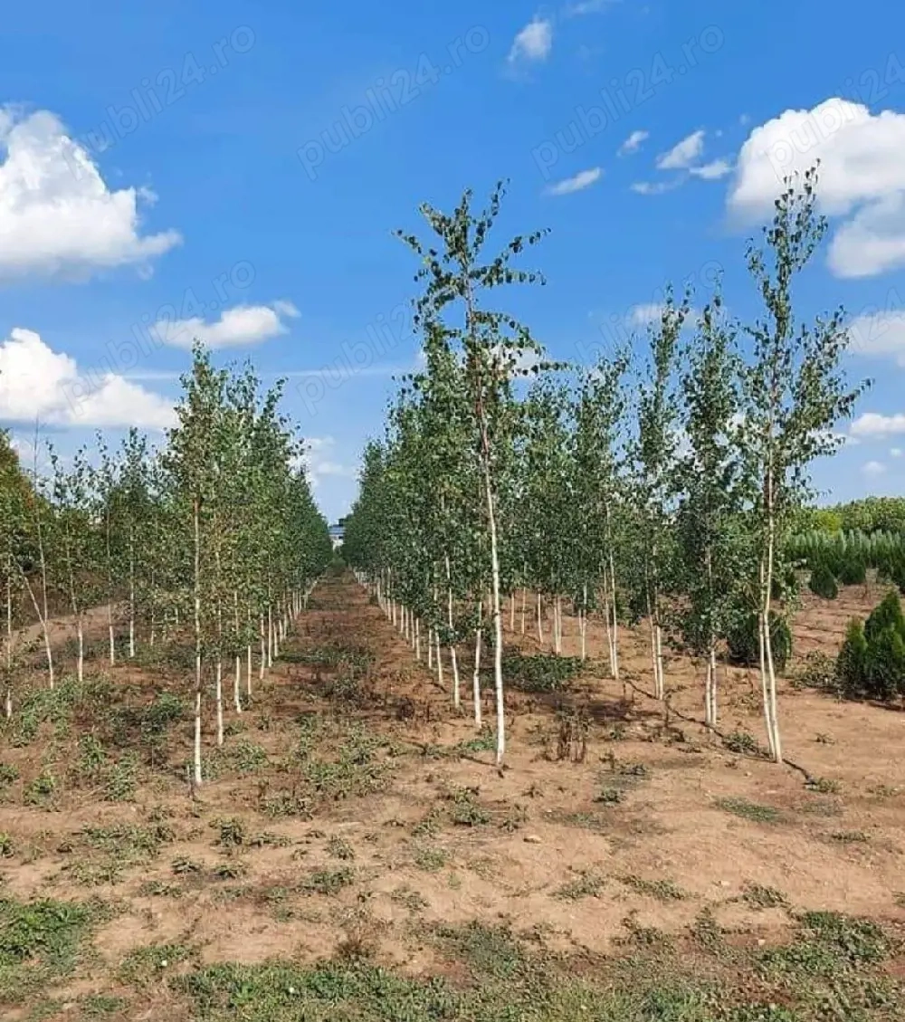 vând plante cu rădăcină mesteacăn alb și roșu pentru replantare 
