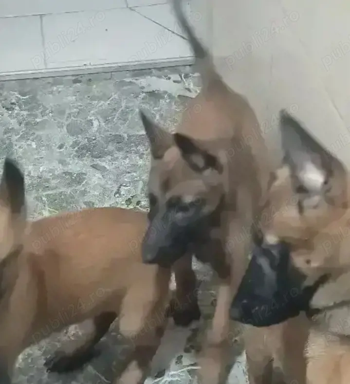 Donez fetiță Malinois belgian 