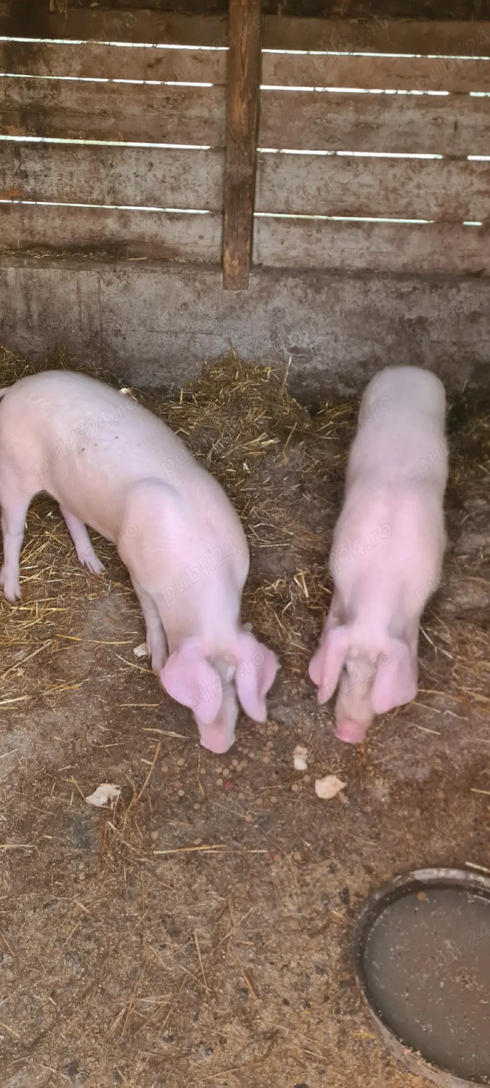 Landrace doua bucati 